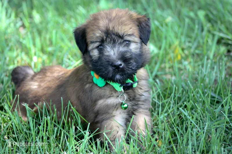 AKC Sadie – Soft Coated Wheaten Terrier puppy for sale in Stoutland, MO
