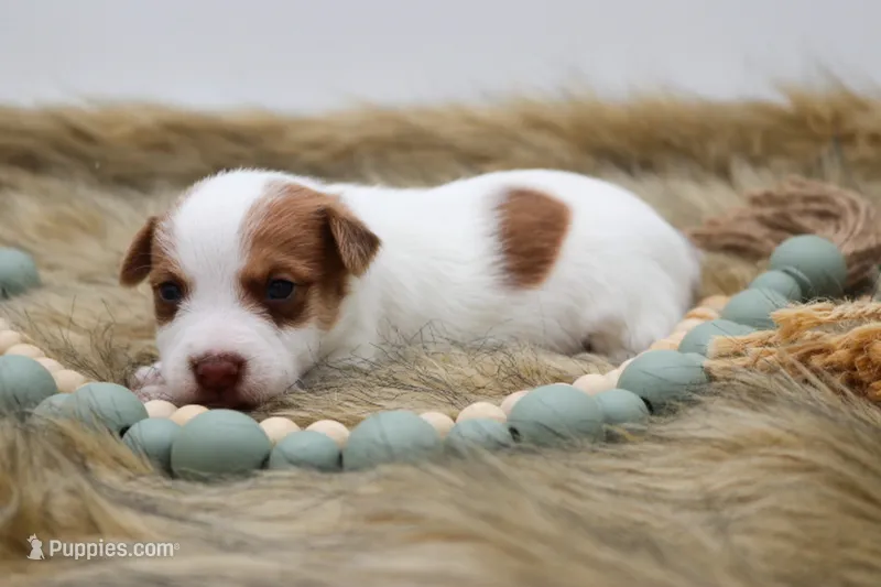 Jack – Jack Russell Terrier puppy on hold in Stoutland, MO
