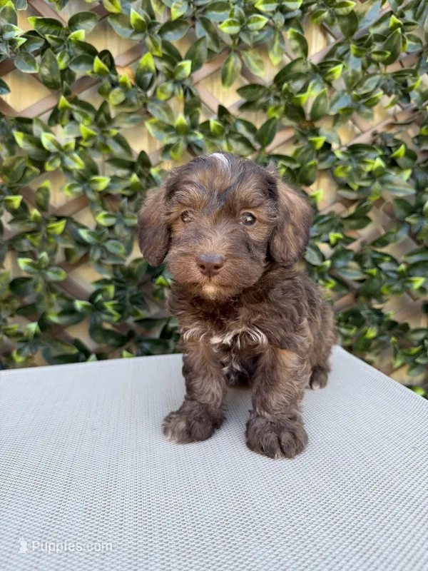 Keith, a male Doxiepoo for sale in Stoutland, MO – 1 of 1