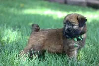 AKC Sadie, a female Soft Coated Wheaten Terrier for sale in Stoutland, MO – 3 of 7
