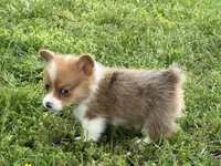 Willow, a female Pembroke Welsh Corgi for sale in Stoutland, MO – 3 of 3