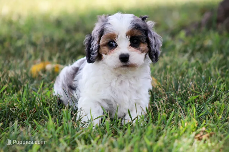 Sophia – Cavapoo puppy for sale in Stoutland, MO