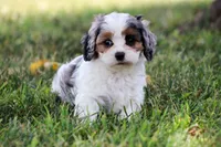 Sophia, a female Cavapoo for sale in Stoutland, MO – 1 of 3