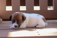 Susie, a female Jack Russell Terrier for sale in Stoutland, MO – 3 of 3