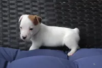 Jane, a female Jack Russell Terrier for sale in Stoutland, MO – 4 of 9