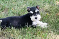 Jewels, a female Miniature Schnauzer for sale in Stoutland, MO – 7 of 8