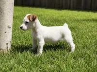 Jane, a female Jack Russell Terrier for sale in Stoutland, MO – 2 of 9