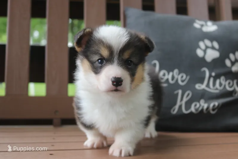 AKC Grant – Pembroke Welsh Corgi puppy for sale in Stoutland, MO