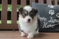 AKC Grant, a male Pembroke Welsh Corgi for sale in Stoutland, MO – 1 of 4