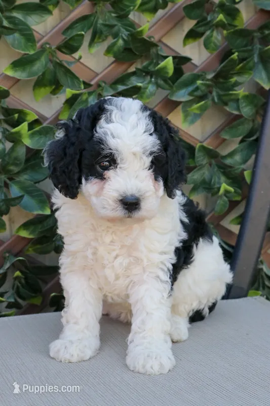 Kelly, a female Cockapoo for sale in Stoutland, MO – 1 of 1