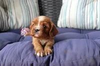 Rider, a male Cavalier King Charles Spaniel for sale in Stoutland, MO – 2 of 5
