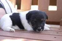 Sassy, a female Jack Russell Terrier for sale in Stoutland, MO – 2 of 3