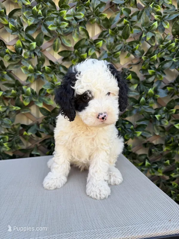 Patches  – Whoodle puppy for sale in Stoutland, MO