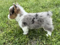 Winnie, a female Pembroke Welsh Corgi for sale in Stoutland, MO – 4 of 4
