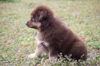 Bruno , a male Miniature Australian Shepherd for sale in Stoutland, MO – Photo 4 of 5