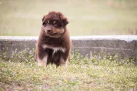 Bruno , a male Miniature Australian Shepherd for sale in Stoutland, MO – Photo 3 of 5