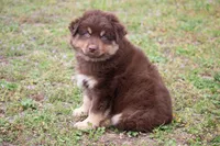 Bruno , a male Miniature Australian Shepherd for sale in Stoutland, MO – Photo 2 of 5