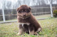 Bruno , a male Miniature Australian Shepherd for sale in Stoutland, MO – Photo 1 of 5