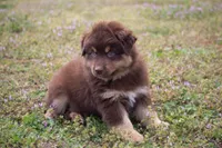 Bruno , a male Miniature Australian Shepherd for sale in Stoutland, MO – Photo 5 of 5