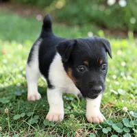 Luke, a male Jack Russell Terrier for sale in Stoutland, MO – 1 of 2