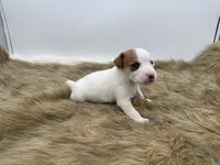 Billy, a male Jack Russell Terrier for sale in Stoutland, MO – 2 of 3