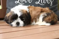 Ethyl , a female Lhasa Apso for sale in Stoutland, MO – 2 of 3