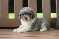 Becky, a female Cavapoo for sale in Stoutland, MO – 4 of 5