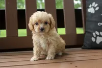 Bonnie, a female Cavapoo for sale in Stoutland, MO – 1 of 3