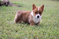 AKC Vallory, a female Pembroke Welsh Corgi for sale in Stoutland, MO – 4 of 4