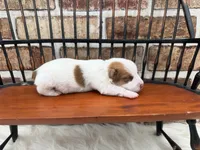 Jack, a male Jack Russell Terrier for sale in Stoutland, MO – 2 of 4