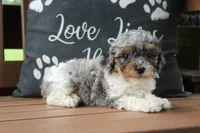 Becky, a female Cavapoo for sale in Stoutland, MO – 3 of 5