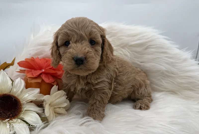 Fuzz – Cockapoo puppy for sale in Stoutland, MO