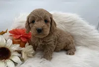 Fuzz, a male Cockapoo for sale in Stoutland, MO – 1 of 3