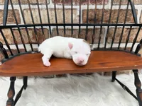 Jane, a female Jack Russell Terrier for sale in Stoutland, MO – 3 of 3
