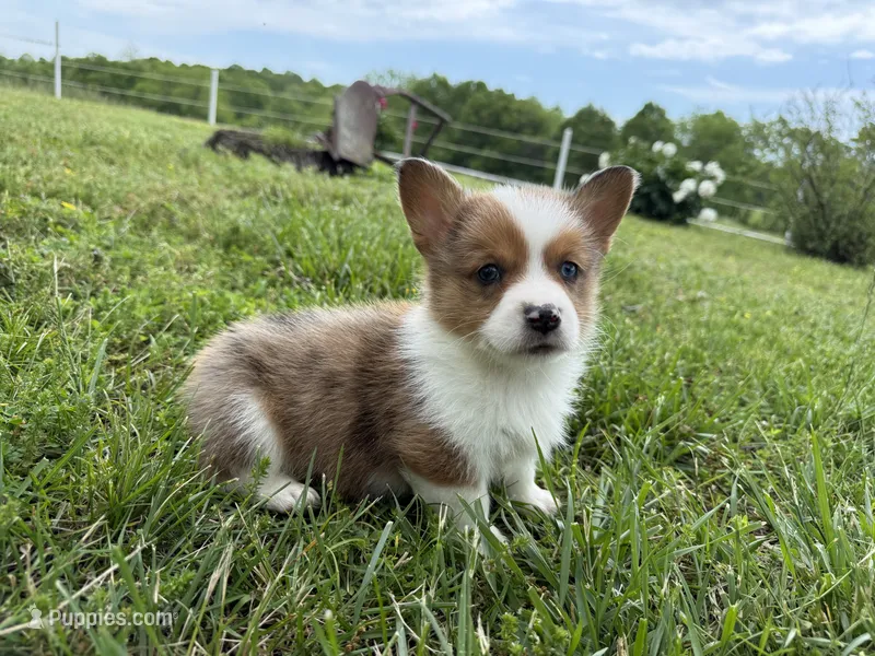 Willy – Pembroke Welsh Corgi puppy for sale in Stoutland, MO