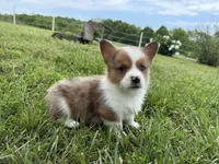 Willy, a male Pembroke Welsh Corgi for sale in Stoutland, MO – 1 of 4