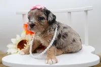 Reese, a female Cavapoo for sale in Stoutland, MO – 3 of 3