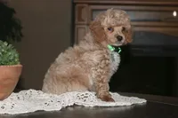 Rocky, a female Poodle - Miniature  for sale in Stoutland, MO – 3 of 5