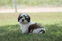 AKC Molly, a female Lhasa Apso for sale in Stoutland, MO – 4 of 4