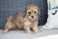 Frank, a male Cockapoo for sale in Stoutland, MO – Photo 3 of 4