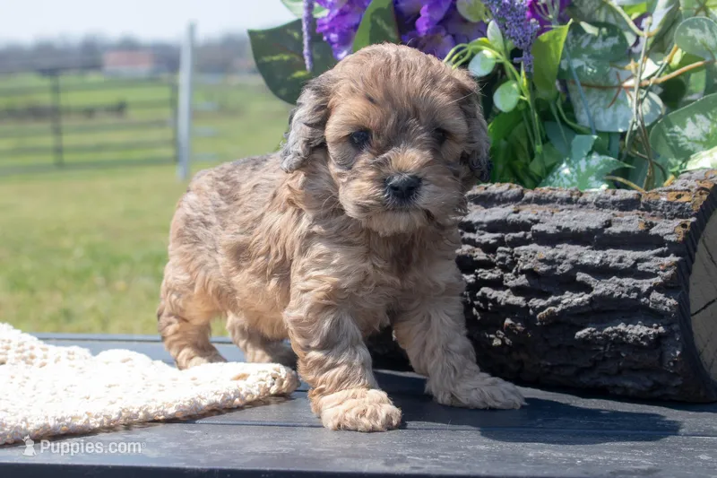 Frank, a male Cockapoo for sale in Stoutland, MO – Photo 1 of 4