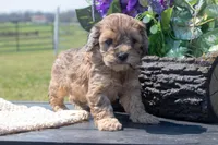 Frank, a male Cockapoo for sale in Stoutland, MO – Photo 1 of 4