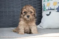 Frank, a male Cockapoo for sale in Stoutland, MO – Photo 2 of 4