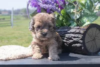 Frank, a male Cockapoo for sale in Stoutland, MO – Photo 4 of 4
