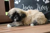 Dorthy, a female Lhasa Apso for sale in Stoutland, MO – 2 of 4