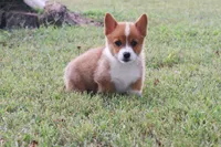 AKC Vallory, a female Pembroke Welsh Corgi for sale in Stoutland, MO – 2 of 4
