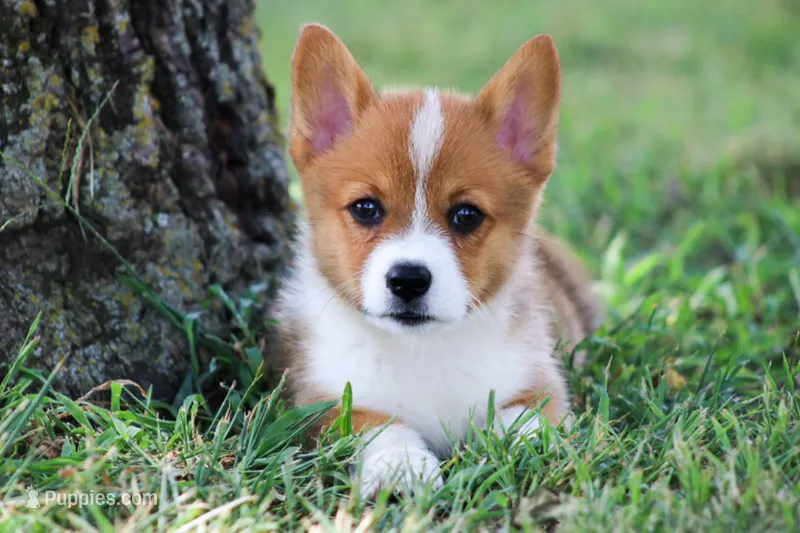 AKC Vallory – Pembroke Welsh Corgi puppy for sale in Stoutland, MO