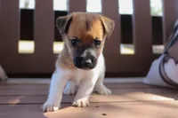 Mathew, a male Jack Russell Terrier for sale in Stoutland, MO – 2 of 3