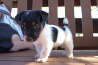 Mark, a male Jack Russell Terrier for sale in Stoutland, MO – 1 of 4
