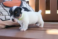 Scott, a female Jack Russell Terrier for sale in Stoutland, MO – 3 of 4